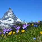 Blumen vor dem Matterhorn